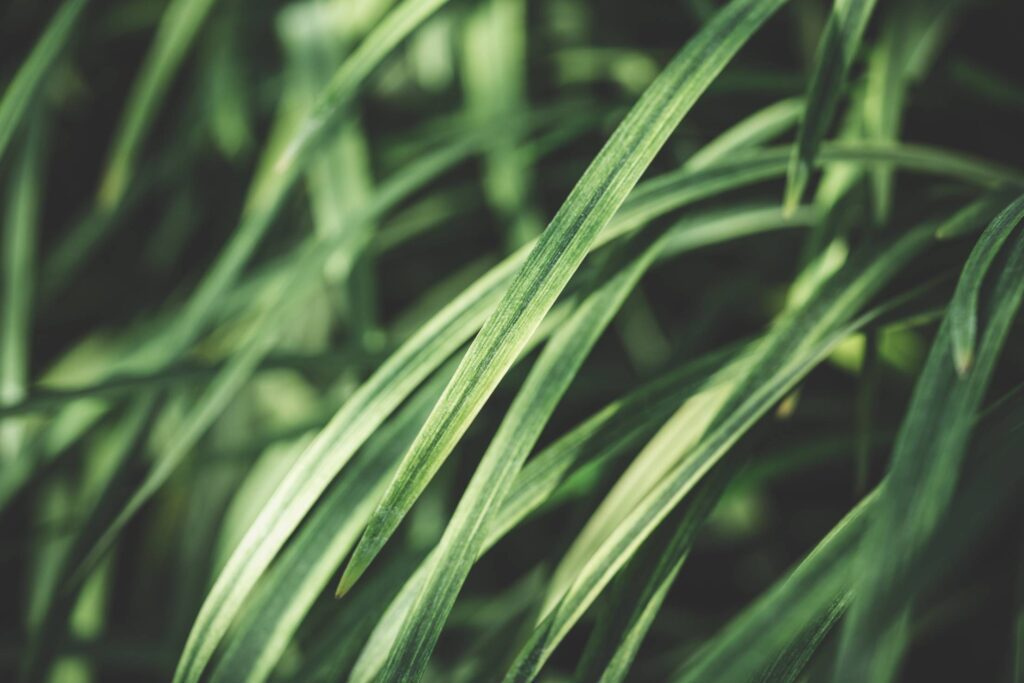 Grass Stems Close Up Free Photo