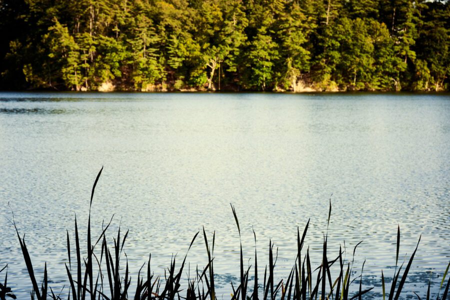 Marsh Reeds Lake Free Stock Photo