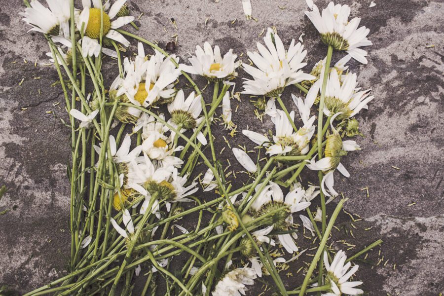 Summer Daisies Free Stock Photo