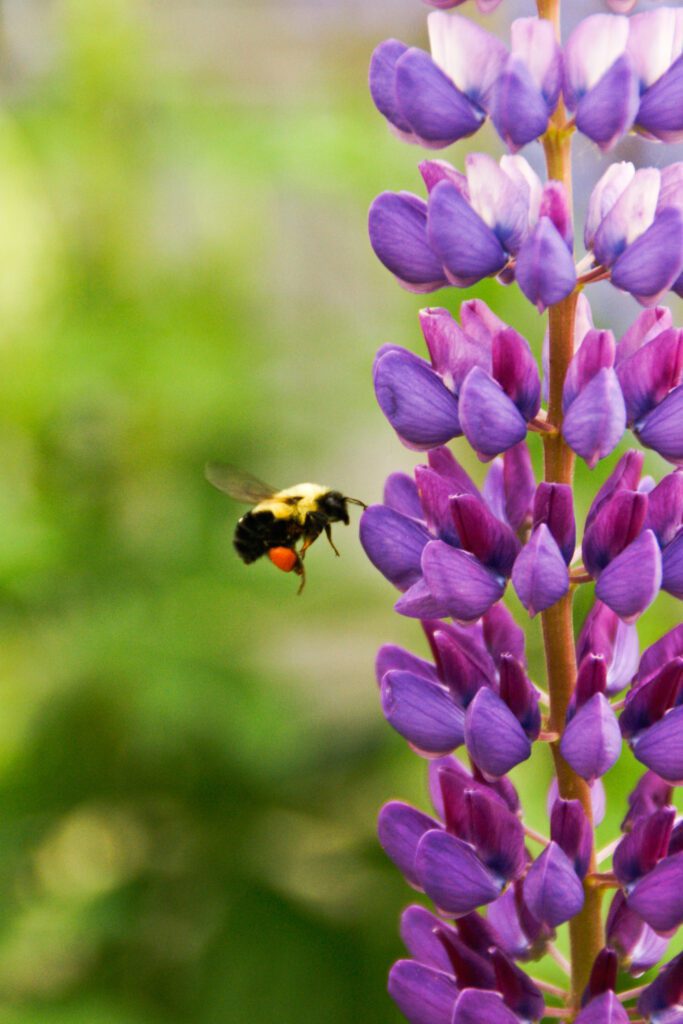 Bumble Bee Free Stock Photo