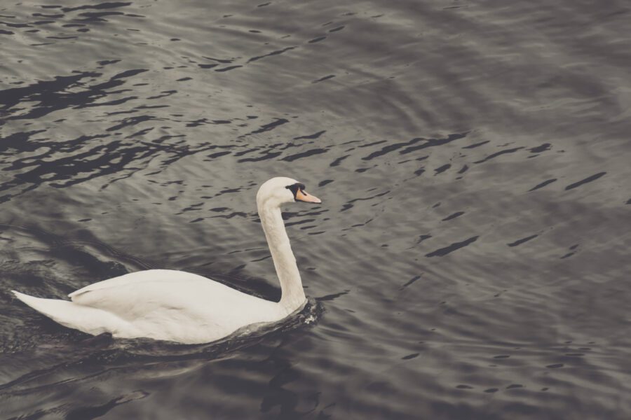 White Swan Free Stock Photo