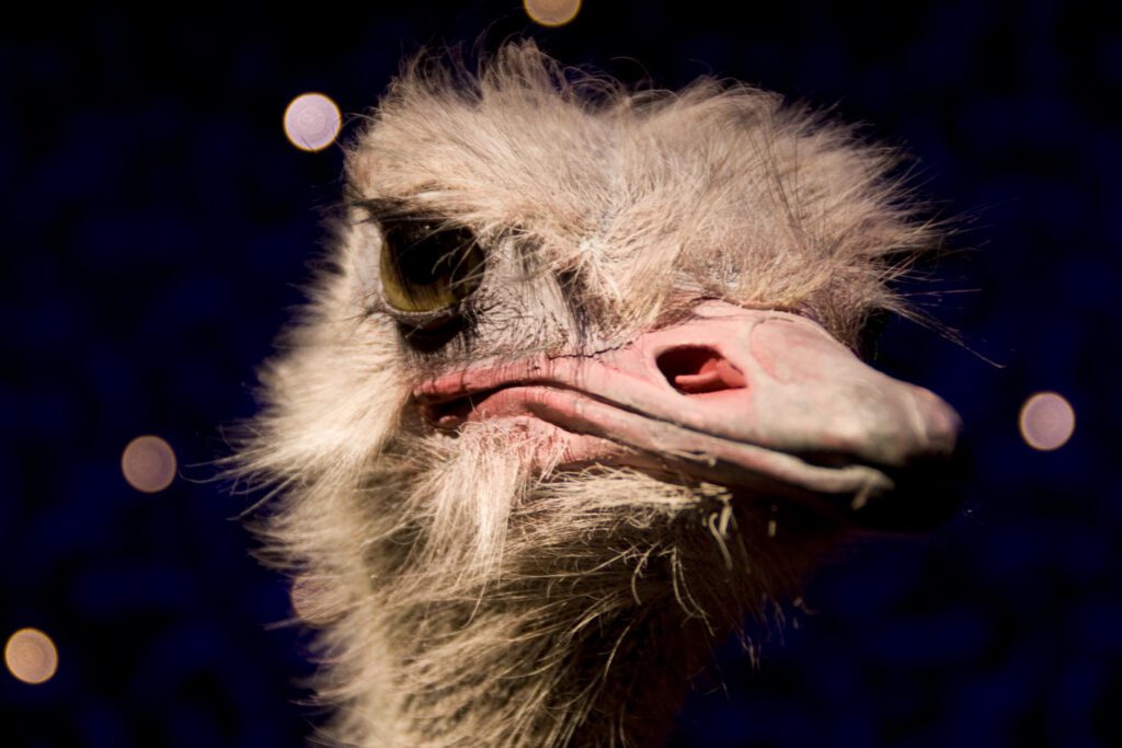 Ostrich Portrait Free Stock Photo