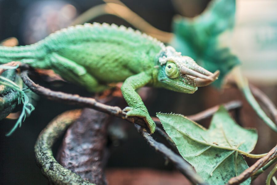 Chameleon Lizard Free Stock Photo