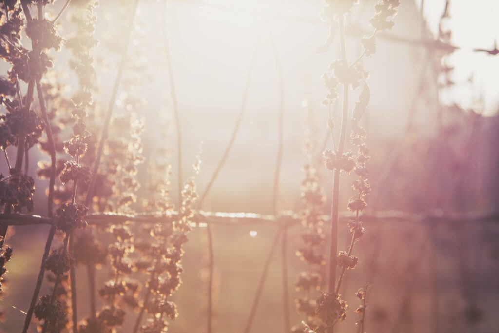 Plants at Sunset Free Stock Photo