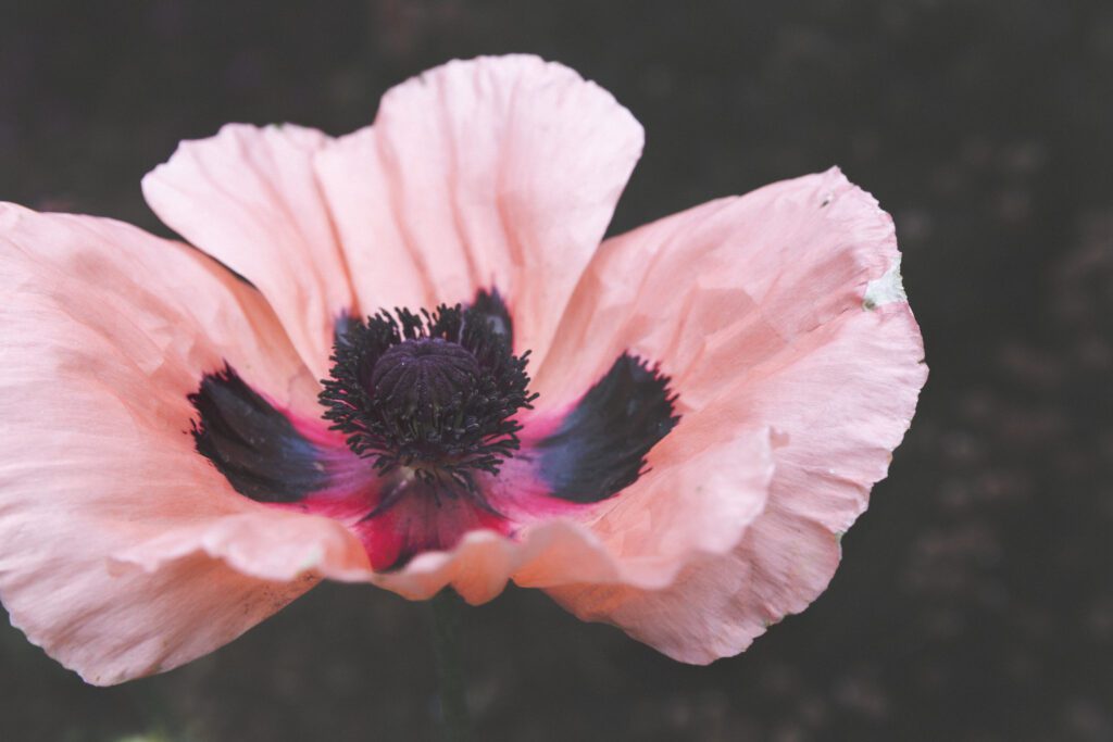 Pink Flower Blossom Free Stock Photo