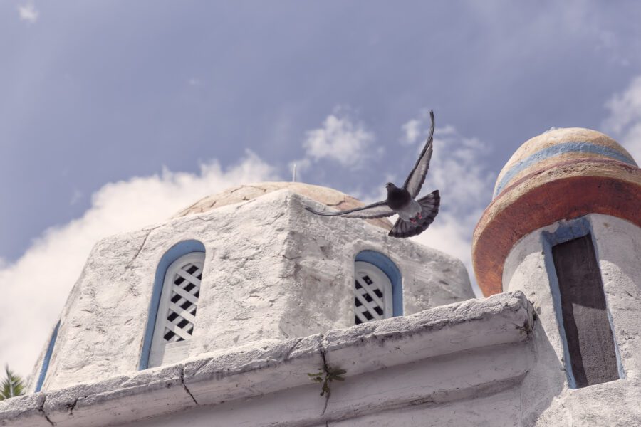 Swallow Bird Free Stock Photo