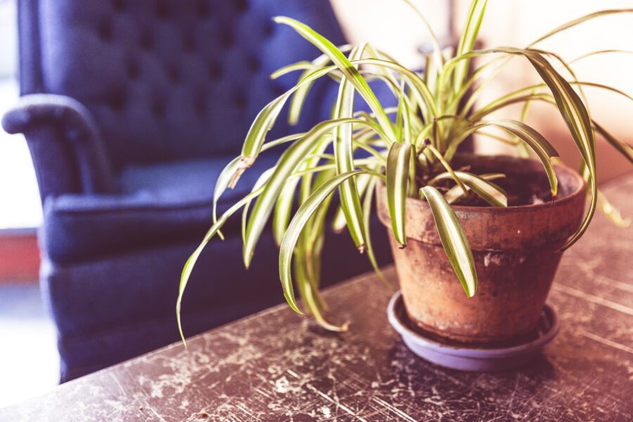 House Plant Free Stock Photo