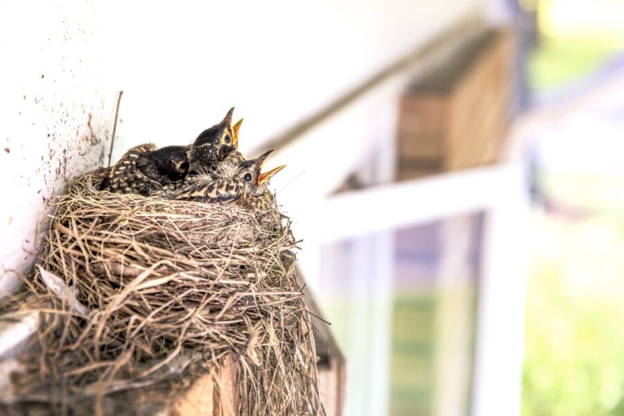 Baby Birds Free Stock Photo