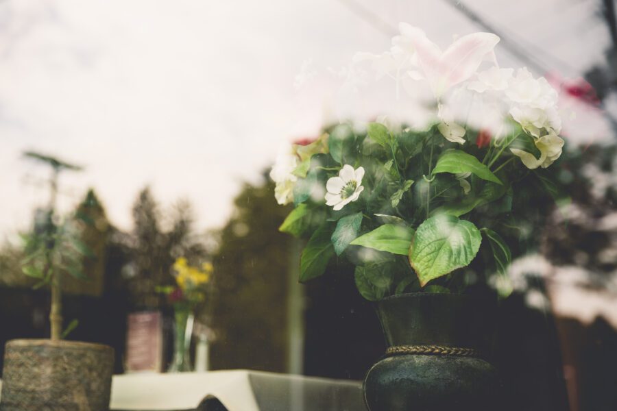 Pot Plant Reflection Free Stock Photo