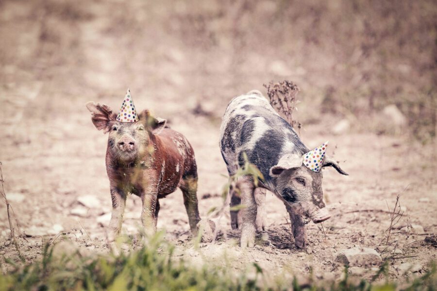 Party Pigs Free Stock Photo