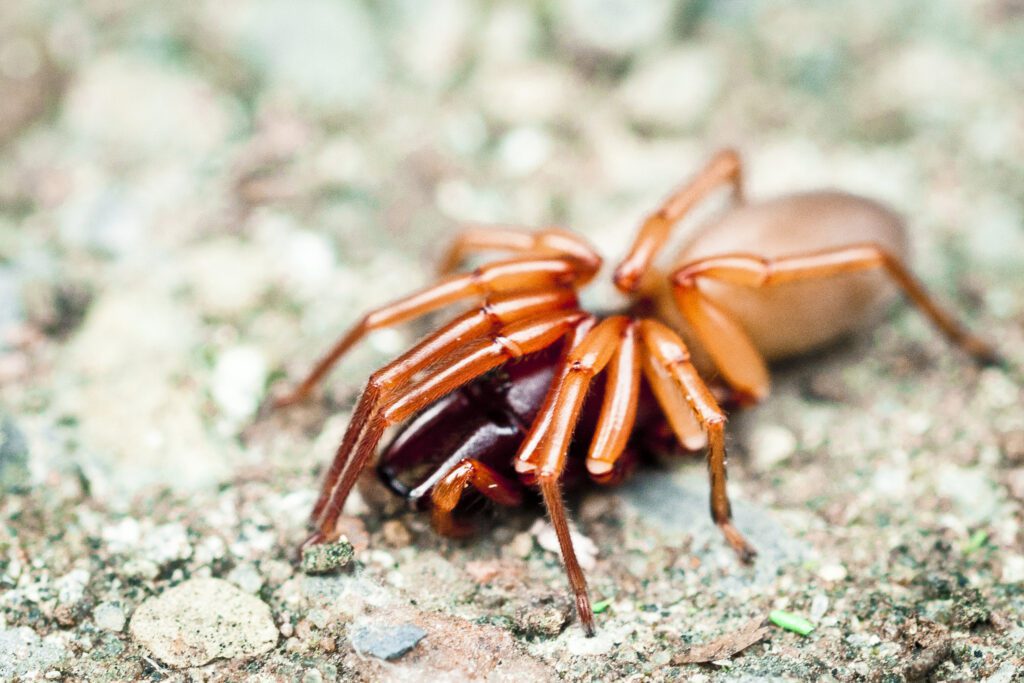 Creepy Spider Free Stock Photo