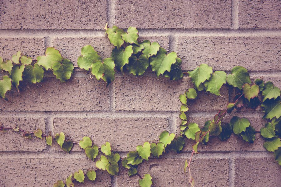 Ivy Plant Free Stock Photo