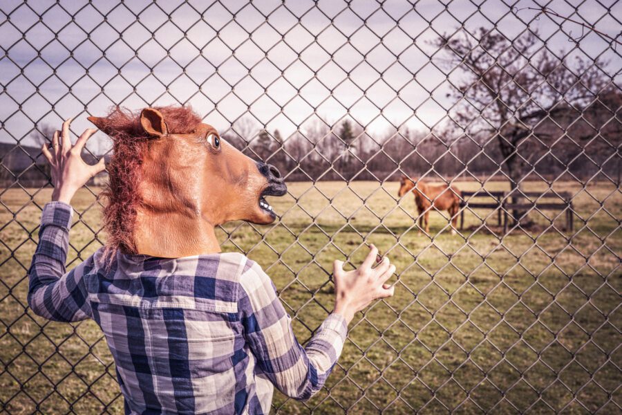 Horse Head Free Stock Photo