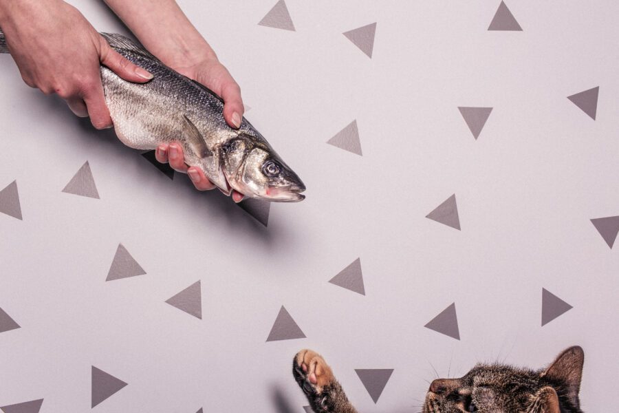 Cat & Fish Free Stock Photo