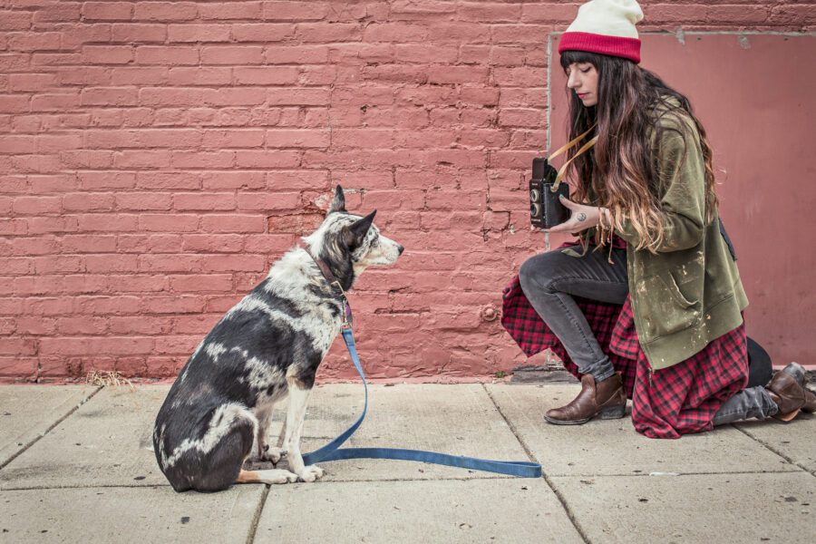 Dog Portrait Free Stock Photo