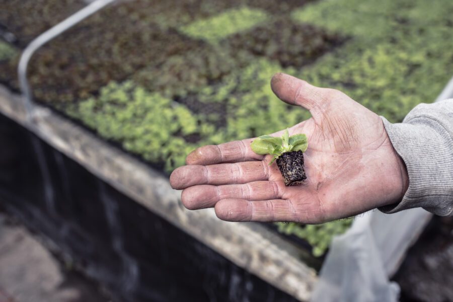 Miniature Plant Free Stock Photo