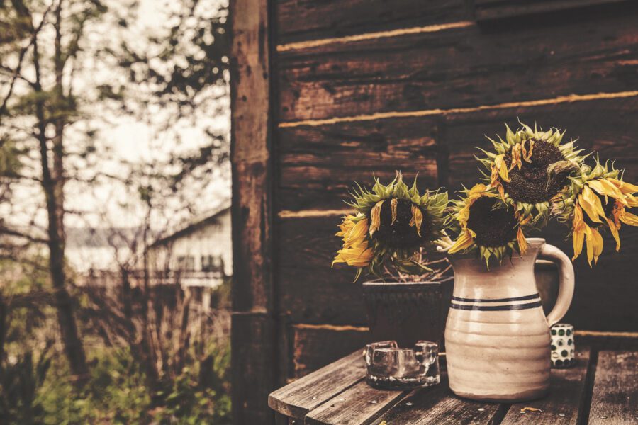 Sunflowers & Vase Free Stock Photo