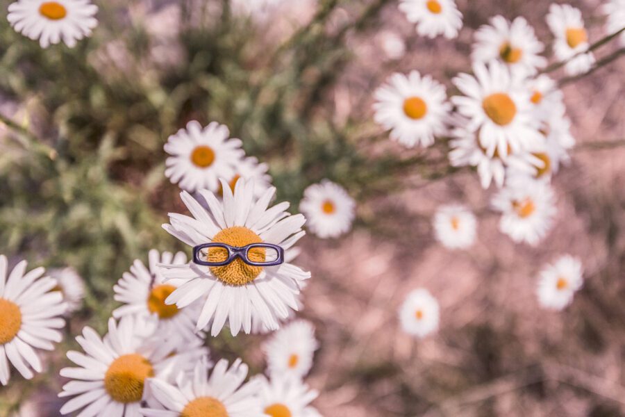 Daisies in Summer Free Stock Photo