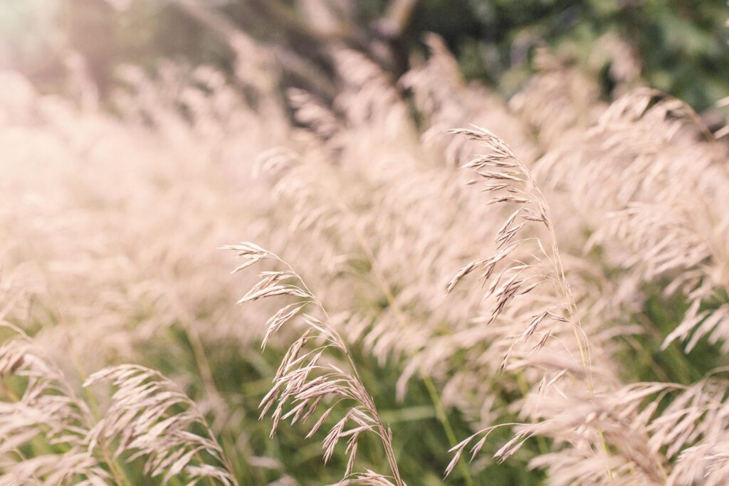 Summer Wheat Fields Free Stock Photo