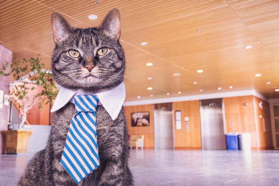 Business Cat Free Stock Photo