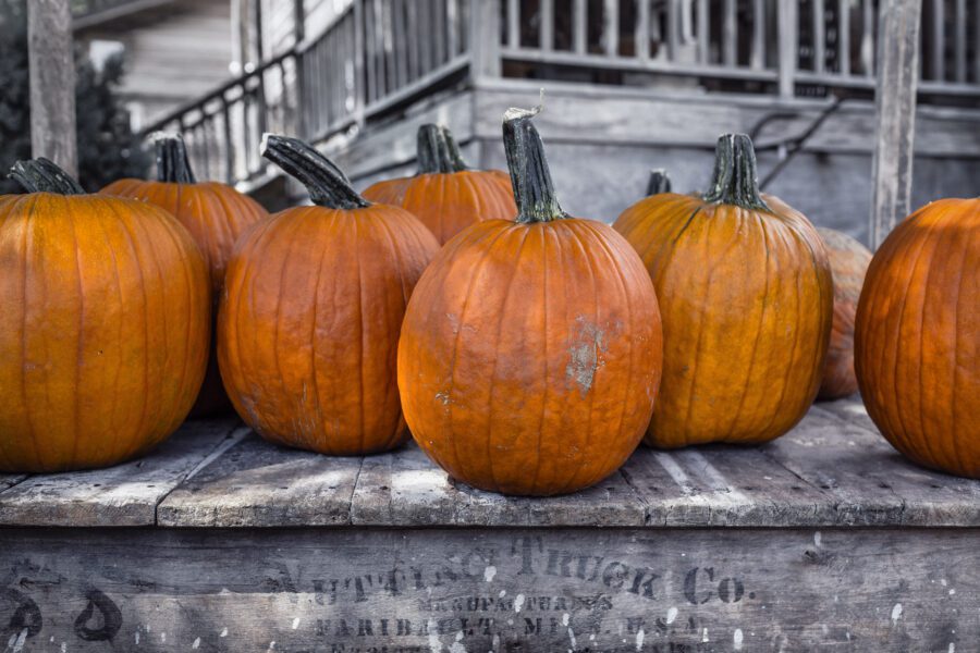 Halloween Pumpkins Free Stock Photo