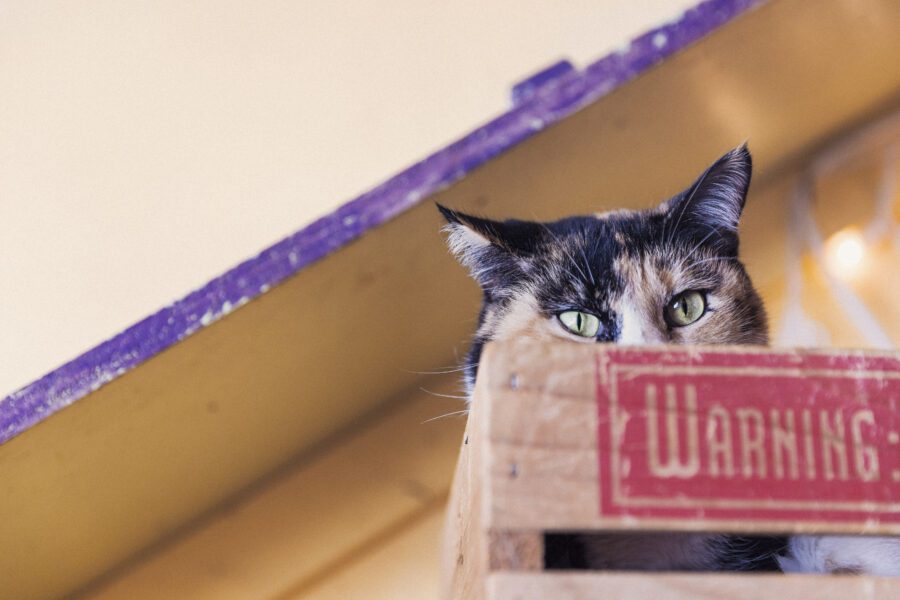 Cat Hiding in Box Free Stock Photo