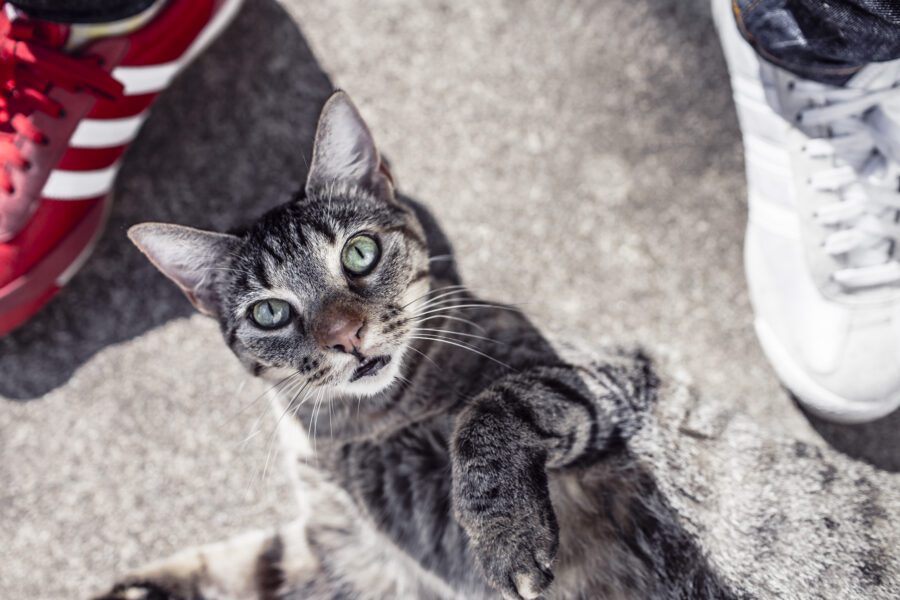 Curious Cat Free Stock Photo