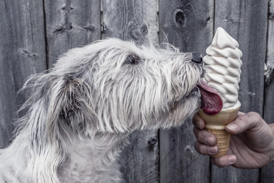 Dog Licking Ice Cream Free Stock Photo