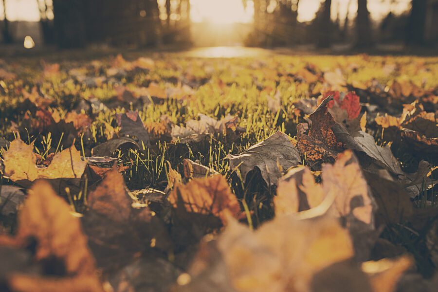 Leaves on Grass Free Stock Photo