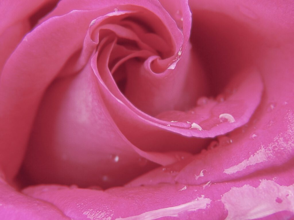 Pink Rose Free Stock Photo