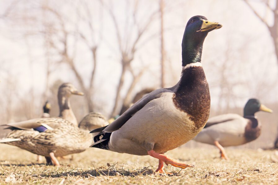 Ducks Free Stock Photo