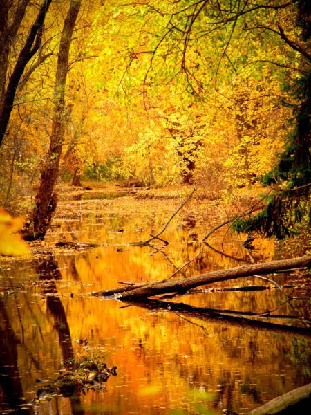 Beautiful Forest in Fall Free Stock Photo