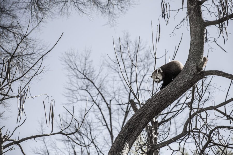 Animal in Tree Free Stock Photo