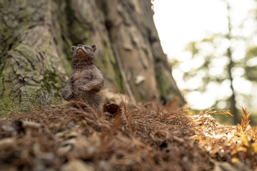 Bear in the Forest Free Stock Photo