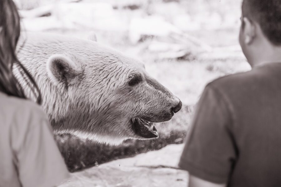 Polar Bear Free Stock Photo