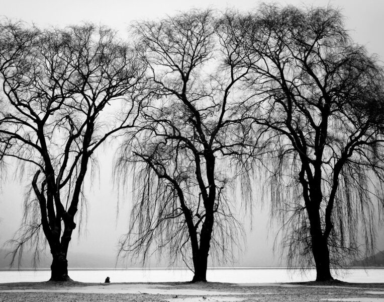 Black & White Trees in Winter Free Stock Photo