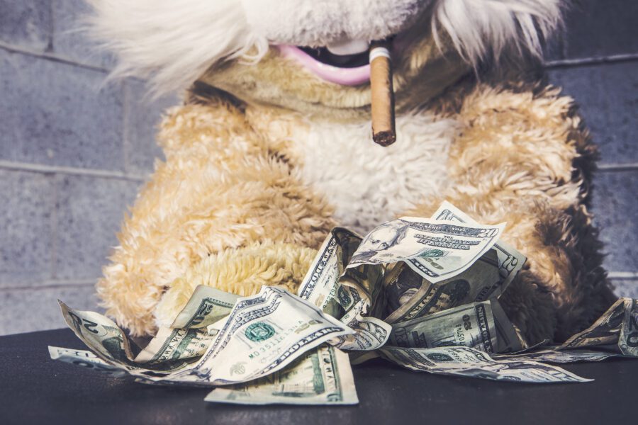 Money Bunny Free Stock Photo