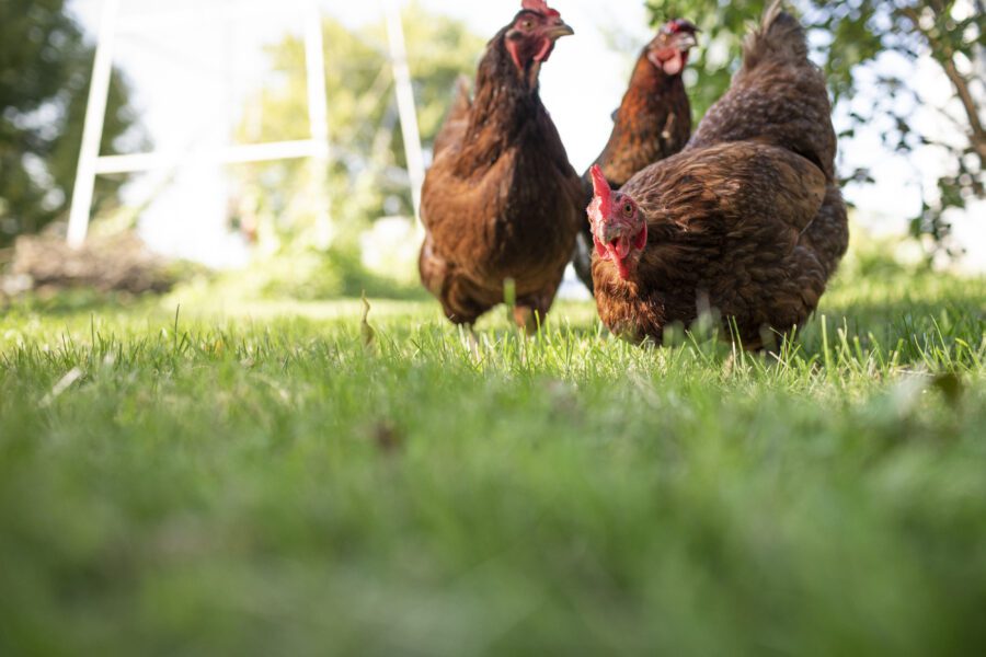 Free Range Chicken Farm Free Stock Photo