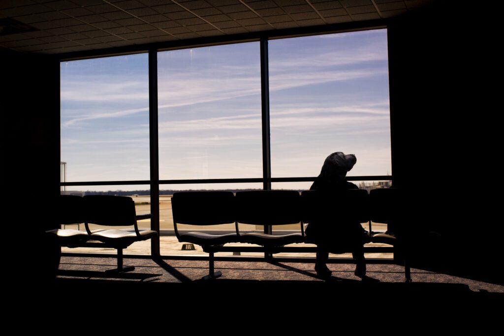 Dog Waiting Patiently Free Stock Photo