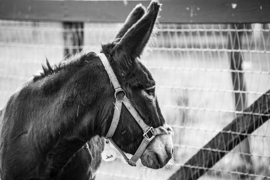 Donkey Free Stock Photo