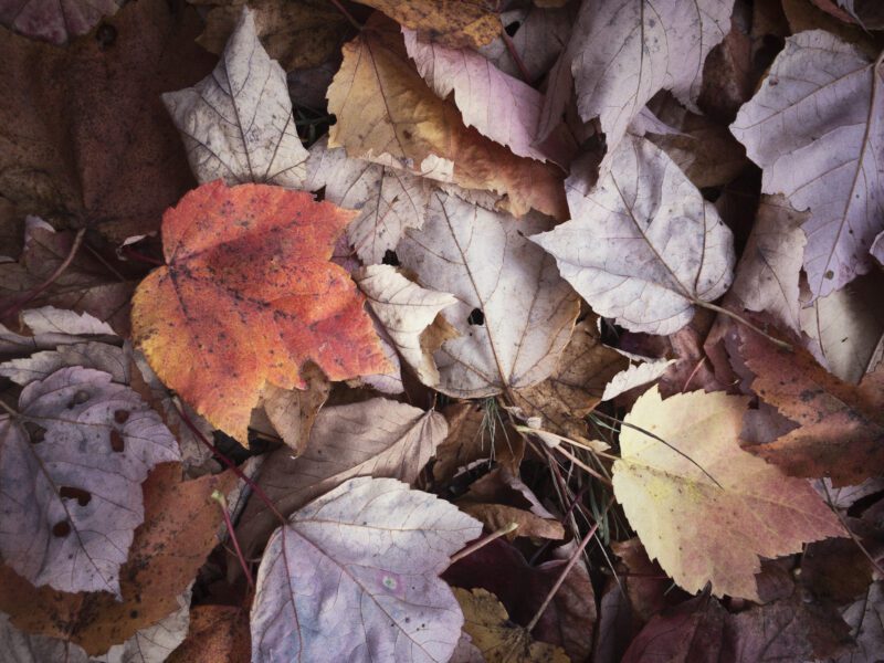 Rustic Fall Leaves Free Stock Photo