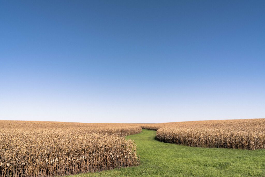 Corn Field Free Stock Photo