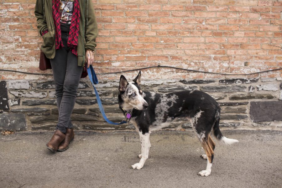 Walking the Dog Free Stock Photo