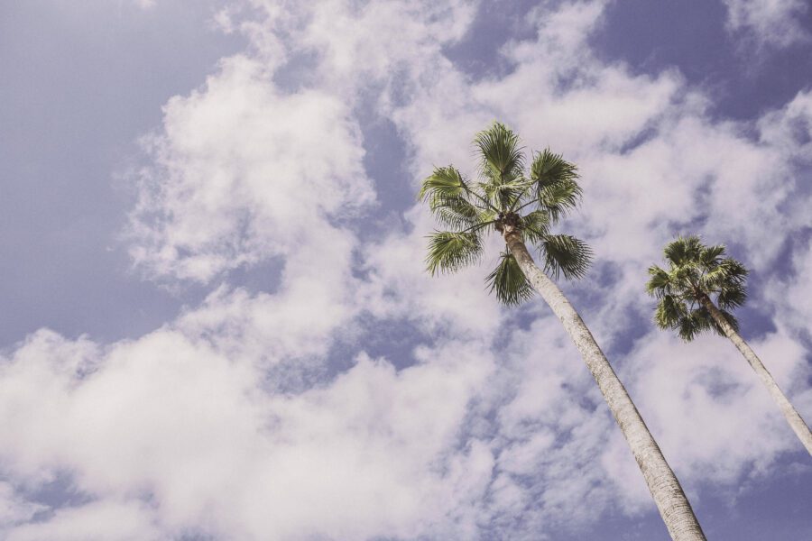 Palm Trees in Summer Free Stock Photo