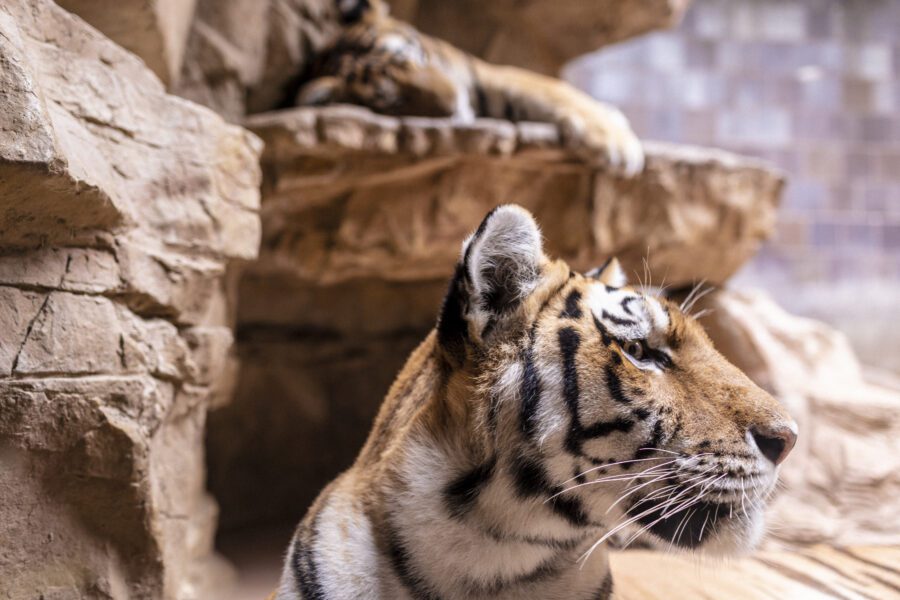 Tiger Zoo Free Stock Photo