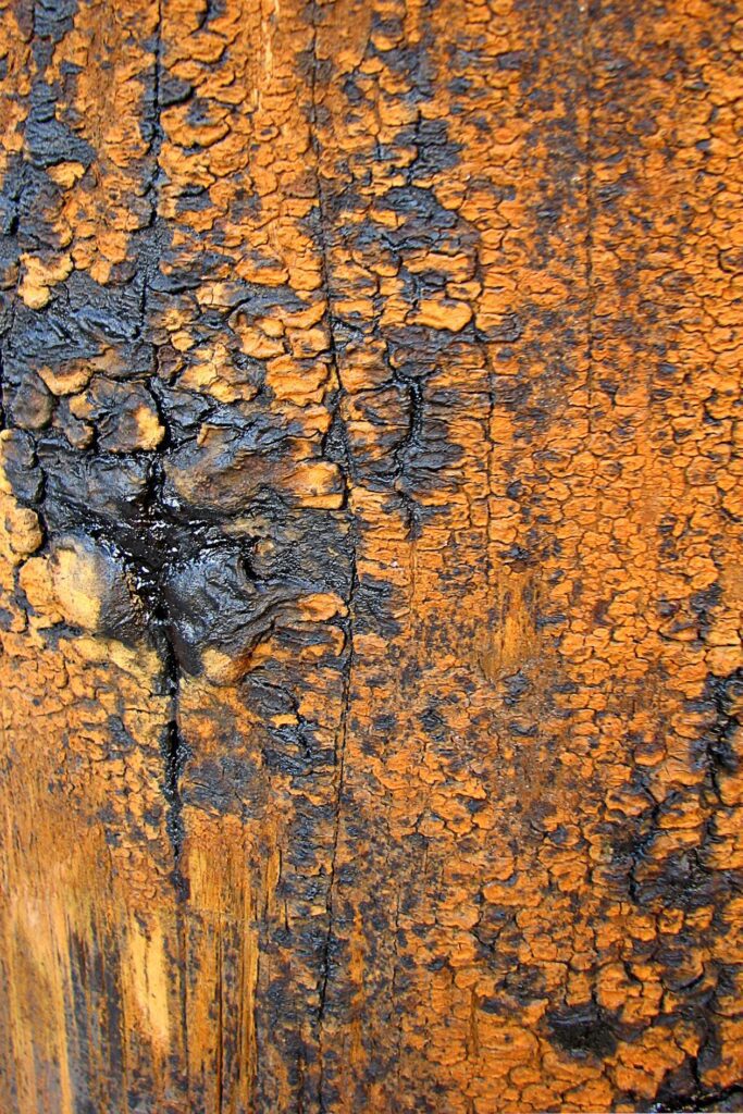 Gray and orange bark Stock Free