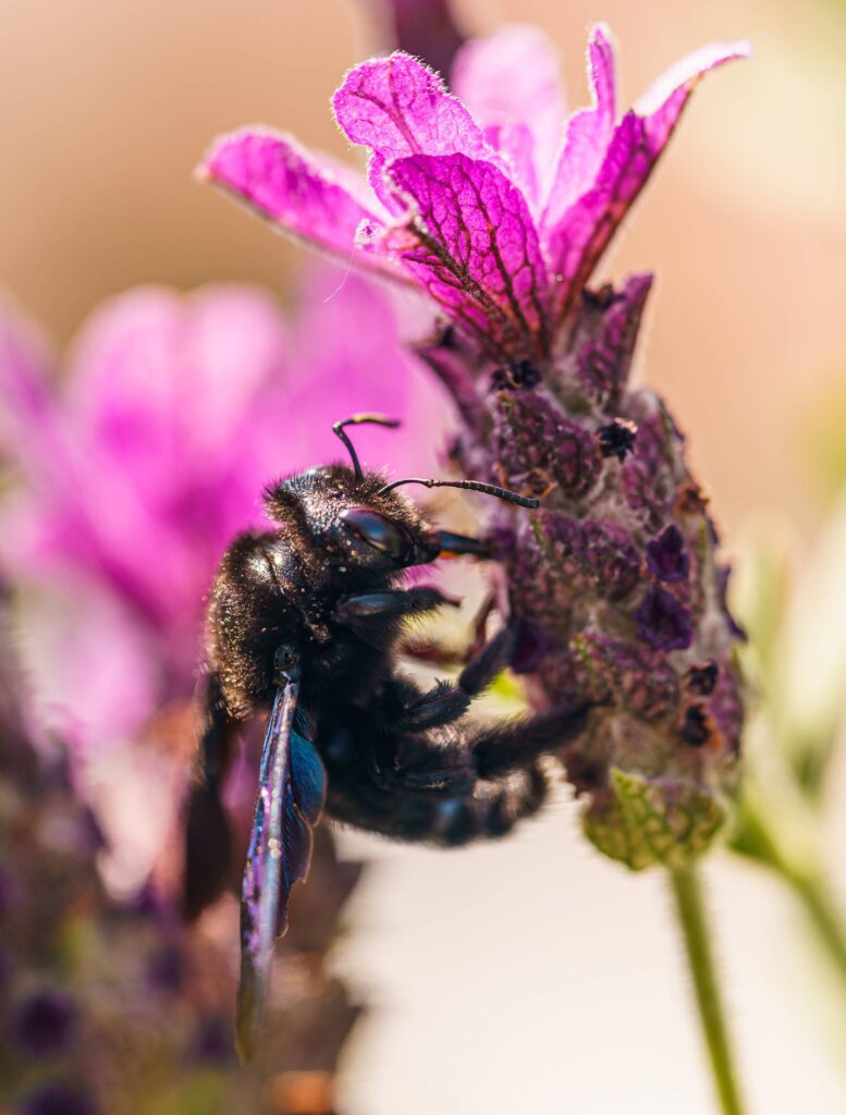 Great Carpenter Bee Xylocopa Violaceae on Lavender Free Photo