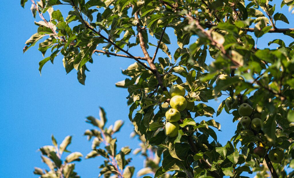 Green Apples on Apple Tree in the Garden Free Photo