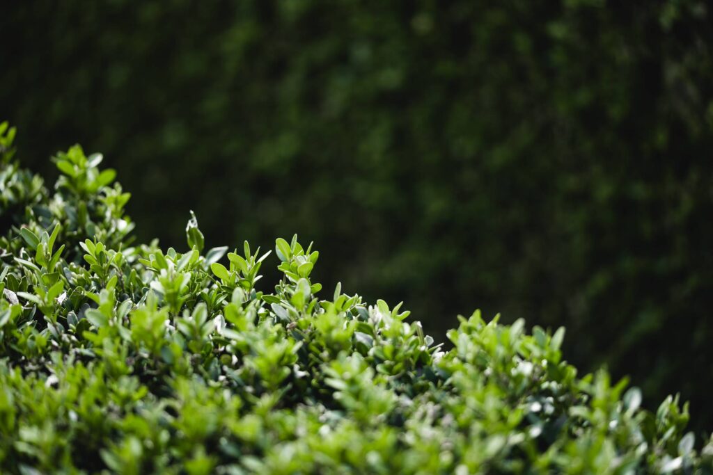 Green Bush Buxus Free Photo