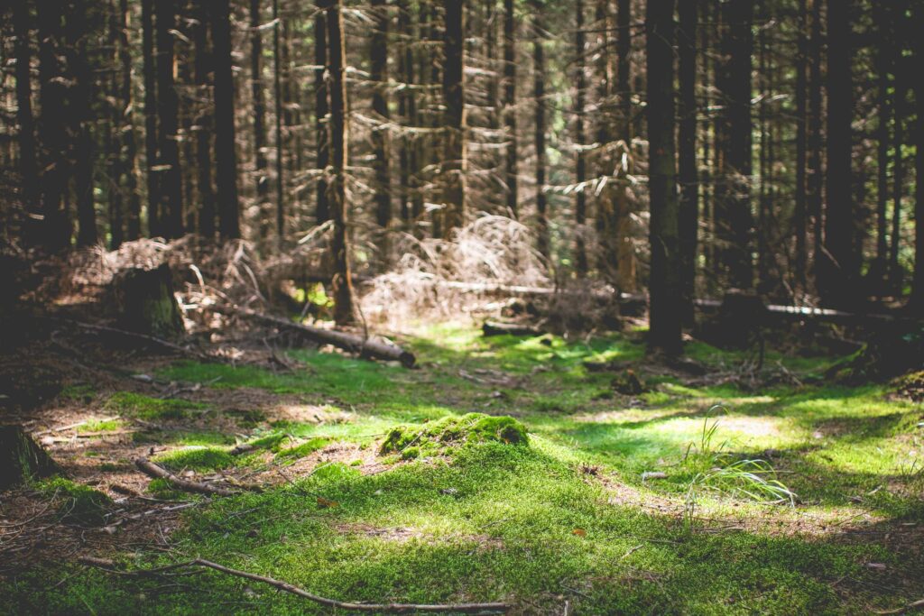 Green Carpet in Forest Free Photo